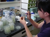 生物環境科学:病原菌の菌量調査