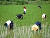 生物生産科学:稲の成長測定