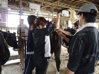 生物生産科学:牛の採血